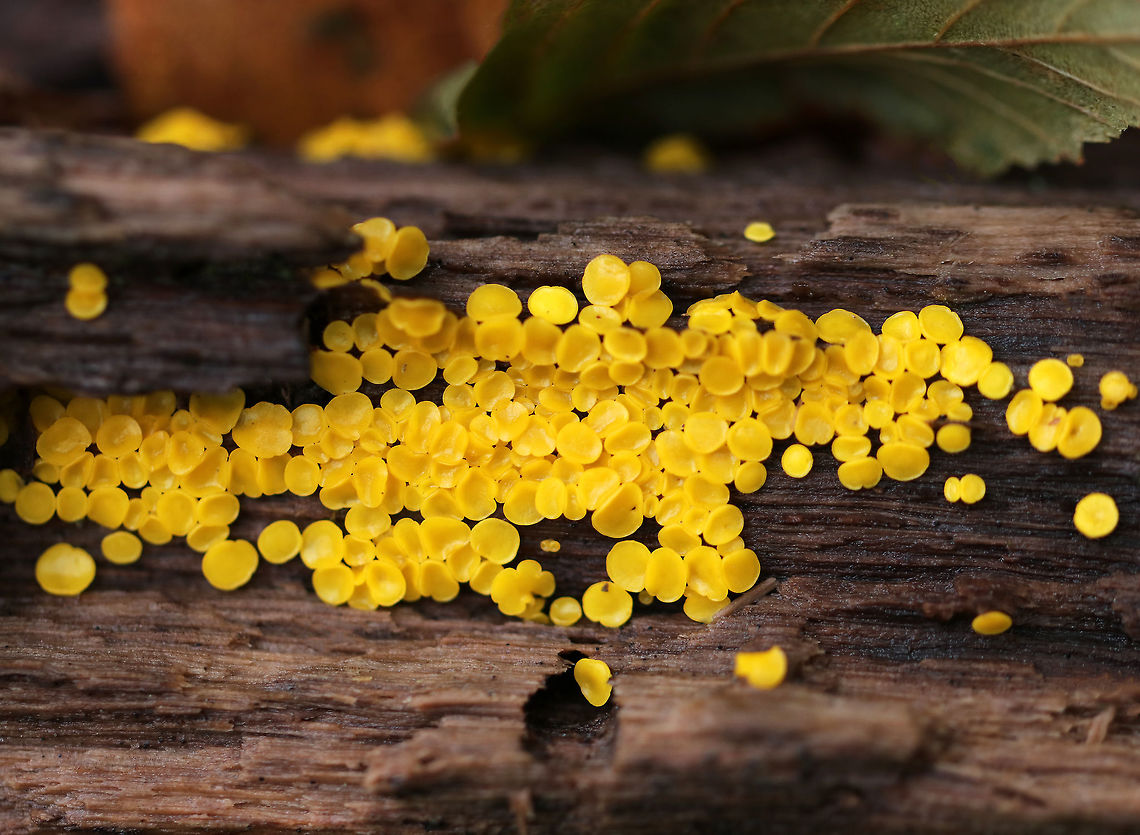 Lemon Discos - Bisporella citrina Tiny, yellow fruiting bodies that were growing all over twigs. They were about 1-2 mm in diameter.<br />
<br />
Habitat: Deciduous forest<br />
<figure class="photo"><a href="https://www.jungledragon.com/image/68432/lemon_discos_-_bisporella_citrina.html" title="Lemon Discos - Bisporella citrina"><img src="https://s3.amazonaws.com/media.jungledragon.com/images/3232/68432_thumb.jpg?AWSAccessKeyId=05GMT0V3GWVNE7GGM1R2&Expires=1759968010&Signature=Xz1BAkgzKDoS8kcnxeko%2B%2BmmTzA%3D" width="102" height="152" alt="Lemon Discos - Bisporella citrina Tiny, yellow fruiting bodies that were growing all over twigs. They were about 1-2 mm in diameter.<br />
<br />
Habitat: Deciduous forest<br />
https://www.jungledragon.com/image/68431/lemon_discos_-_bisporella_citrina.html<br />
https://www.jungledragon.com/image/68430/lemon_discos_-_bisporella_citrina.html Bisporella citrina,Fall,Geotagged,Lemmon Disco,United States,fungus" /></a></figure><br />
<figure class="photo"><a href="https://www.jungledragon.com/image/68431/lemon_discos_-_bisporella_citrina.html" title="Lemon Discos - Bisporella citrina"><img src="https://s3.amazonaws.com/media.jungledragon.com/images/3232/68431_thumb.jpg?AWSAccessKeyId=05GMT0V3GWVNE7GGM1R2&Expires=1759968010&Signature=vZFSqhW0camvJZbjXMx92qt3IWc%3D" width="200" height="132" alt="Lemon Discos - Bisporella citrina Tiny, yellow fruiting bodies that were growing all over twigs. They were about 1-2 mm in diameter.<br />
<br />
Habitat: Deciduous forest<br />
https://www.jungledragon.com/image/68432/lemon_discos_-_bisporella_citrina.html<br />
https://www.jungledragon.com/image/68430/lemon_discos_-_bisporella_citrina.html Bisporella citrina,Fall,Geotagged,Lemmon Disco,United States" /></a></figure> Bisporella,Bisporella citrina,Fall,Geotagged,Lemmon Disco,United States,fungus,yellow