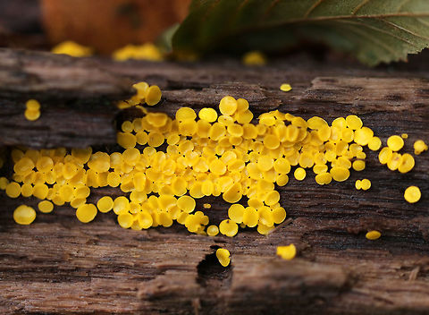 Lemon Discos - Bisporella citrina Tiny, yellow fruiting bodies that were growing all over twigs. They were about 1-2 mm in diameter.

Habitat: Deciduous forest
https://www.jungledragon.com/image/68432/lemon_discos_-_bisporella_citrina.html
https://www.jungledragon.com/image/68431/lemon_discos_-_bisporella_citrina.html Bisporella,Bisporella citrina,Fall,Geotagged,Lemmon Disco,United States,fungus,yellow