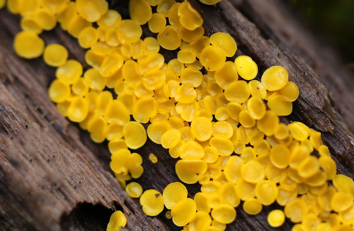 Lemon Discos - Bisporella citrina Tiny, yellow fruiting bodies that were growing all over twigs. They were about 1-2 mm in diameter.<br />
<br />
Habitat: Deciduous forest<br />
<figure class="photo"><a href="https://www.jungledragon.com/image/68432/lemon_discos_-_bisporella_citrina.html" title="Lemon Discos - Bisporella citrina"><img src="https://s3.amazonaws.com/media.jungledragon.com/images/3232/68432_thumb.jpg?AWSAccessKeyId=05GMT0V3GWVNE7GGM1R2&Expires=1759968010&Signature=Xz1BAkgzKDoS8kcnxeko%2B%2BmmTzA%3D" width="102" height="152" alt="Lemon Discos - Bisporella citrina Tiny, yellow fruiting bodies that were growing all over twigs. They were about 1-2 mm in diameter.<br />
<br />
Habitat: Deciduous forest<br />
https://www.jungledragon.com/image/68431/lemon_discos_-_bisporella_citrina.html<br />
https://www.jungledragon.com/image/68430/lemon_discos_-_bisporella_citrina.html Bisporella citrina,Fall,Geotagged,Lemmon Disco,United States,fungus" /></a></figure><br />
<figure class="photo"><a href="https://www.jungledragon.com/image/68430/lemon_discos_-_bisporella_citrina.html" title="Lemon Discos - Bisporella citrina"><img src="https://s3.amazonaws.com/media.jungledragon.com/images/3232/68430_thumb.jpg?AWSAccessKeyId=05GMT0V3GWVNE7GGM1R2&Expires=1759968010&Signature=ivyoyHqCZJ6agZZ9z%2FtRaU99HGs%3D" width="200" height="148" alt="Lemon Discos - Bisporella citrina Tiny, yellow fruiting bodies that were growing all over twigs. They were about 1-2 mm in diameter.<br />
<br />
Habitat: Deciduous forest<br />
https://www.jungledragon.com/image/68432/lemon_discos_-_bisporella_citrina.html<br />
https://www.jungledragon.com/image/68431/lemon_discos_-_bisporella_citrina.html Bisporella,Bisporella citrina,Fall,Geotagged,Lemmon Disco,United States,fungus,yellow" /></a></figure> Bisporella citrina,Fall,Geotagged,Lemmon Disco,United States