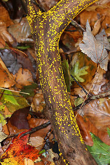 Lemon Discos - Bisporella citrina Tiny, yellow fruiting bodies that were growing all over twigs. They were about 1-2 mm in diameter.

Habitat: Deciduous forest
https://www.jungledragon.com/image/68431/lemon_discos_-_bisporella_citrina.html
https://www.jungledragon.com/image/68430/lemon_discos_-_bisporella_citrina.html Bisporella citrina,Fall,Geotagged,Lemmon Disco,United States,fungus