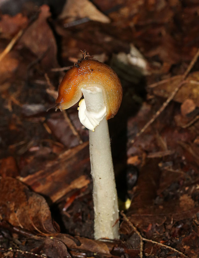 Dusky Arion - Arion subfuscus This is a moderate sized slug that is brown with a darker lengthwise strip. It has orange body mucus, which gives its body a golden orange tint. <br />
<br />
Habitat: I spotted it snacking on what was left of an Amanita flavoconia mushroom in a mixed forest. Arion fuscus,Dusky Arion,Geotagged,Summer,United States,amanita,arion,mushroom,mycophagy,slug
