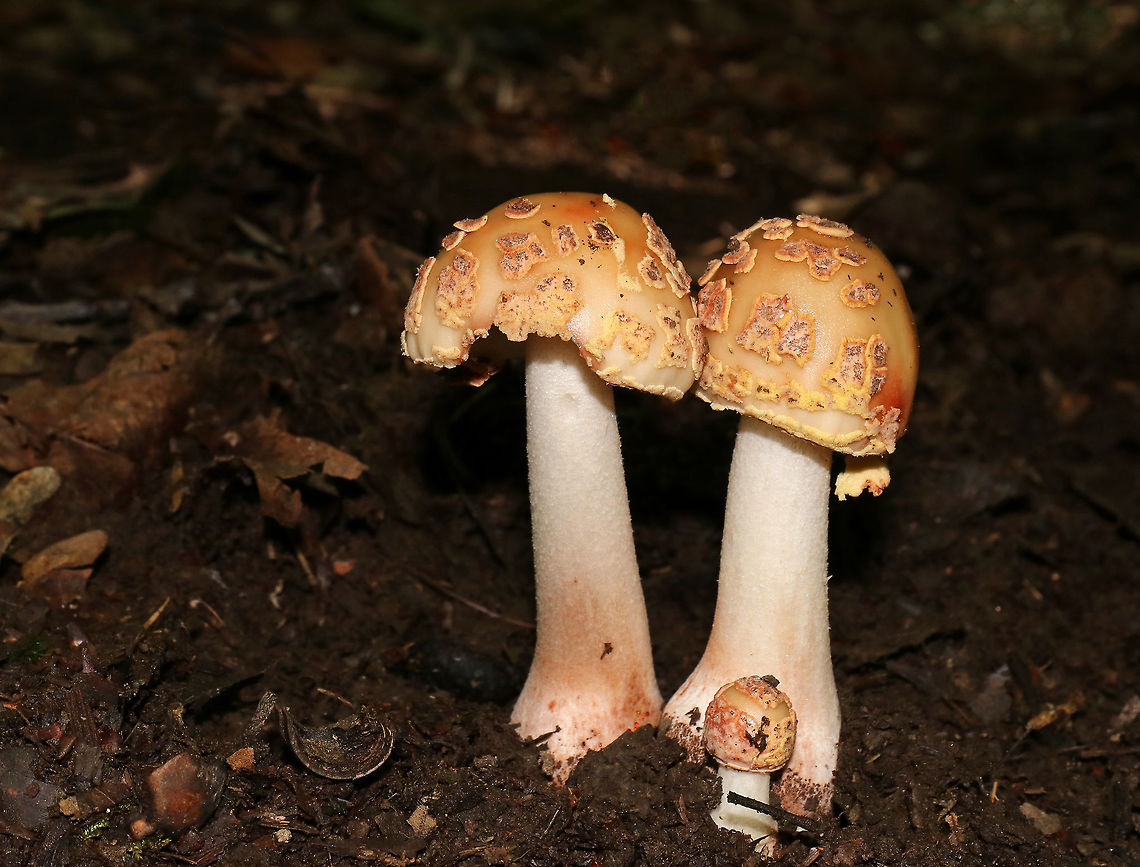 Blusher Mushroom - Amanita amerirubescens group What a cute family :)<br />
<br />
Orange-tan caps with remnants of volva present as warts. Cream colored gills. Stem had a pink hue. <br />
<br />
Habitat: Growing on the ground in a mixed forest, but in an area dominated by oak.<br />
<br />
The exact species of this mushroom is unknown, but it is in the Amanita amerirubescens group. Amanita expert Rod Tulloss has documented several eastern North American versions of Amanita rubescens, which now temporarily share the provisional name of &quot;Amanita amerirubescens.&quot; Amanita amerirubescens,Eastern American Blusher,Fungus,Geotagged,Summer,United States,mushroom