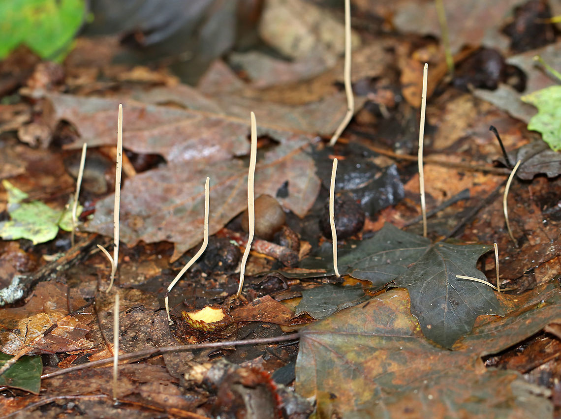 Slender Club - Macrotyphula juncea These whitish yellow club fungi  were about 5 cm tall and less than a mm wide. No odor was detected.<br />
<br />
Habitat: This fungus was growing on leaves (maple mostly) on a nature trail in a mixed forest. <br />
<figure class="photo"><a href="https://www.jungledragon.com/image/68519/slender_club_-_macrotyphula_juncea.html" title="Slender Club - Macrotyphula juncea"><img src="https://s3.amazonaws.com/media.jungledragon.com/images/3232/68519_thumb.jpg?AWSAccessKeyId=05GMT0V3GWVNE7GGM1R2&Expires=1759968010&Signature=HGK2uarb%2Br1h2aVkESQoXb2Uhjo%3D" width="116" height="152" alt="Slender Club - Macrotyphula juncea These whitish yellow club fungi were about 5 cm tall and less than a mm wide. No odor was detected.<br />
<br />
Habitat: This fungus was growing on leaves (maple mostly) on a nature trail in a mixed forest.<br />
https://www.jungledragon.com/image/68518/slender_club_-_macrotyphula_juncea.html Fall,Geotagged,Macrotyphula juncea,Slender Club,United States,club fungi,fungus,slender club" /></a></figure> Fall,Geotagged,Macrotyphula,Macrotyphula juncea,Slender Club,United States,club fungi,fungus,slender club