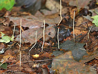 Slender Club - Macrotyphula juncea These whitish yellow club fungi  were about 5 cm tall and less than a mm wide. No odor was detected.<br />
<br />
Habitat: This fungus was growing on leaves (maple mostly) on a nature trail in a mixed forest. <br />
https://www.jungledragon.com/image/68519/slender_club_-_macrotyphula_juncea.html Fall,Geotagged,Macrotyphula,Macrotyphula juncea,Slender Club,United States,club fungi,fungus,slender club