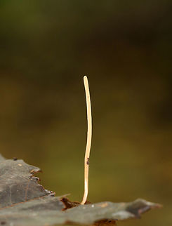 Slender Club - Macrotyphula juncea These whitish yellow club fungi were about 5 cm tall and less than a mm wide. No odor was detected.

Habitat: This fungus was growing on leaves (maple mostly) on a nature trail in a mixed forest.
https://www.jungledragon.com/image/68518/slender_club_-_macrotyphula_juncea.html Fall,Geotagged,Macrotyphula juncea,Slender Club,United States,club fungi,fungus,slender club