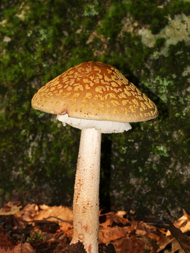 Blusher Mushroom - Amanita rubescens group Orange brown cap with yellow patches. The gills were white and close/crowded. The stem was white/pinkish with a skirt-like ring and enlarged base. The margin of the cap was slightly striate. It was around 12 cm tall. <br />
<br />
Habitat: Growing on the ground in a mixed forest, but in an area that was primarily oak.<br />
<figure class="photo"><a href="https://www.jungledragon.com/image/68521/blusher_mushroom_-_amanita_rubescens_group.html" title="Blusher Mushroom - Amanita rubescens group"><img src="https://s3.amazonaws.com/media.jungledragon.com/images/3232/68521_thumb.jpg?AWSAccessKeyId=05GMT0V3GWVNE7GGM1R2&Expires=1759968010&Signature=iVdEacojOiOn915IHVXnW8vsZIU%3D" width="200" height="160" alt="Blusher Mushroom - Amanita rubescens group Orange brown cap with yellow patches. The gills were white and close/crowded. The stem was white/pinkish with a skirt-like ring and enlarged base. The margin of the cap was slightly striate. It was around 12 cm tall. <br />
<br />
Habitat: Growing on the ground in a mixed forest, but in an area that was primarily oak.<br />
https://www.jungledragon.com/image/68520/blusher_mushroom_-_amanita_rubescens_group.html Amanita rubescens,Blusher,Geotagged,Summer,United States,amanita,amanita rubescens group,mushroom" /></a></figure> Amanita rubescens,Blusher,Geotagged,Summer,United States,amanita,amanita rubescens group,mushroom