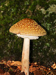 Blusher Mushroom - Amanita rubescens group Orange brown cap with yellow patches. The gills were white and close/crowded. The stem was white/pinkish with a skirt-like ring and enlarged base. The margin of the cap was slightly striate. It was around 12 cm tall. <br />
<br />
Habitat: Growing on the ground in a mixed forest, but in an area that was primarily oak.<br />
https://www.jungledragon.com/image/68521/blusher_mushroom_-_amanita_rubescens_group.html Amanita rubescens,Blusher,Geotagged,Summer,United States,amanita,amanita rubescens group,mushroom