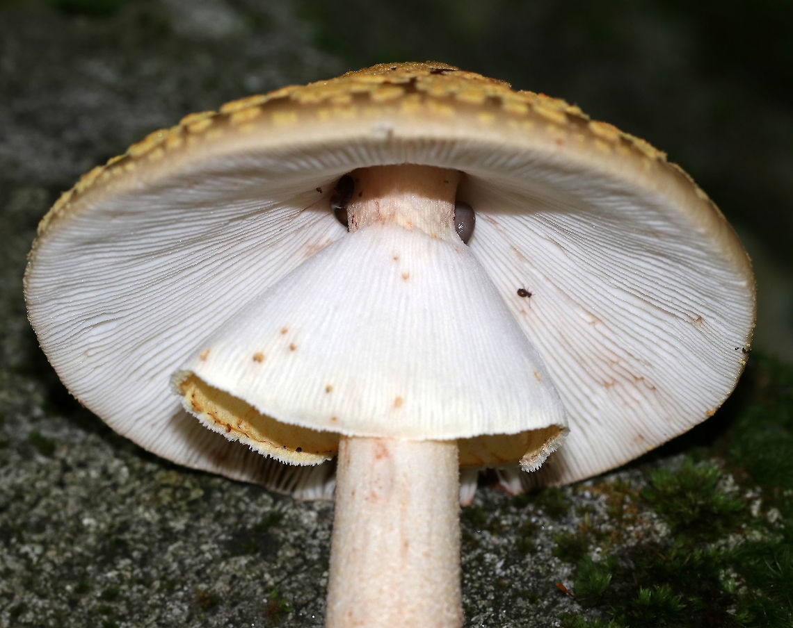 Blusher Mushroom - Amanita rubescens group Orange brown cap with yellow patches. The gills were white and close/crowded. The stem was white/pinkish with a skirt-like ring and enlarged base. The margin of the cap was slightly striate. It was around 12 cm tall. <br />
<br />
Habitat: Growing on the ground in a mixed forest, but in an area that was primarily oak.<br />
<figure class="photo"><a href="https://www.jungledragon.com/image/68520/blusher_mushroom_-_amanita_rubescens_group.html" title="Blusher Mushroom - Amanita rubescens group"><img src="https://s3.amazonaws.com/media.jungledragon.com/images/3232/68520_thumb.jpg?AWSAccessKeyId=05GMT0V3GWVNE7GGM1R2&Expires=1759968010&Signature=YGmiBfWA%2FP6AypwNqqGJ%2F3jKslM%3D" width="116" height="152" alt="Blusher Mushroom - Amanita rubescens group Orange brown cap with yellow patches. The gills were white and close/crowded. The stem was white/pinkish with a skirt-like ring and enlarged base. The margin of the cap was slightly striate. It was around 12 cm tall. <br />
<br />
Habitat: Growing on the ground in a mixed forest, but in an area that was primarily oak.<br />
https://www.jungledragon.com/image/68521/blusher_mushroom_-_amanita_rubescens_group.html Amanita rubescens,Blusher,Geotagged,Summer,United States,amanita,amanita rubescens group,mushroom" /></a></figure> Amanita rubescens,Blusher,Geotagged,Summer,United States,amanita,amanita rubescens group,mushroom