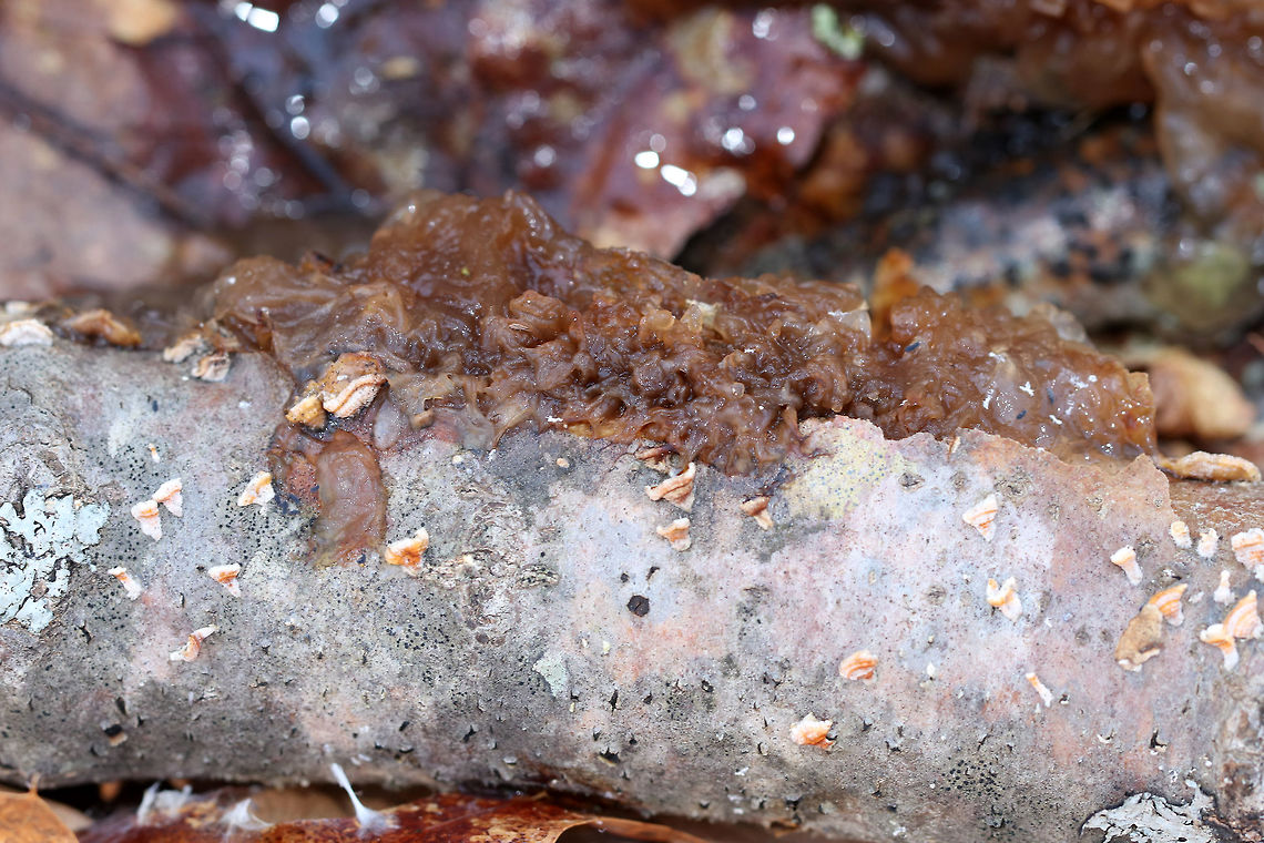 Phaeotremella frondosa Gelatinous, brown mass of loosely packed lobes. <br />
<br />
Habitat: Growing on fallen birch in a mixed forest. Snow had recently melted, which appears to have made the fungus swell up. Geotagged,Phaeotremella,Phaeotremella frondosa,Spring,United States