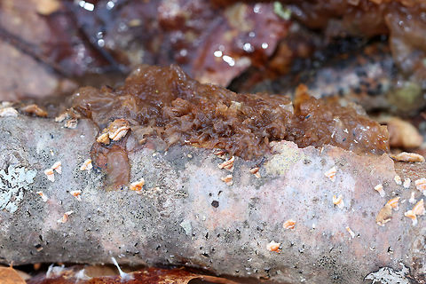 Phaeotremella frondosa Gelatinous, brown mass of loosely packed lobes. 

Habitat: Growing on fallen birch in a mixed forest. Snow had recently melted, which appears to have made the fungus swell up. Geotagged,Phaeotremella,Phaeotremella frondosa,Spring,United States