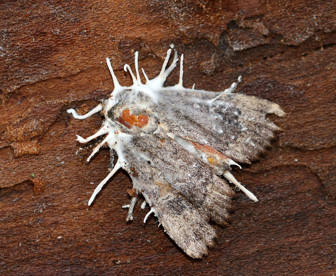 Akanthomyces aranearum on Unknown Moth I found four moths under the bark of a fallen, rotting tree. They were all dead and had this white fungus projecting out of their bodies. It was pretty cool!<br />
<br />
Habitat: Deciduous forest<br />
<figure class="photo"><a href="https://www.jungledragon.com/image/68548/akanthomyces_aranearum_on_unknown_moth.html" title="Akanthomyces aranearum on Unknown Moth"><img src="https://s3.amazonaws.com/media.jungledragon.com/images/3232/68548_thumb.jpg?AWSAccessKeyId=05GMT0V3GWVNE7GGM1R2&Expires=1759968010&Signature=xiZuN5vqibB0fxTZvQQOy6nH%2BQg%3D" width="200" height="166" alt="Akanthomyces aranearum on Unknown Moth I found four moths under the bark of a fallen, rotting tree. They were all dead and had this white fungus projecting out of their bodies. It was pretty cool!<br />
<br />
Habitat: Deciduous forest<br />
https://www.jungledragon.com/image/68546/beauveria_bassiana_on_unknown_moth.html<br />
https://www.jungledragon.com/image/68547/beauveria_bassiana_on_unknown_moth.html Akanthomyces aranearum,Fall,Geotagged,United States,fungus,moth" /></a></figure><br />
<figure class="photo"><a href="https://www.jungledragon.com/image/68547/akanthomyces_aranearum_on_unknown_moth.html" title="Akanthomyces aranearum on Unknown Moth"><img src="https://s3.amazonaws.com/media.jungledragon.com/images/3232/68547_thumb.jpg?AWSAccessKeyId=05GMT0V3GWVNE7GGM1R2&Expires=1759968010&Signature=2qME%2F7vNMOMsoBu2dmWTwTZHrSM%3D" width="200" height="174" alt="Akanthomyces aranearum on Unknown Moth  I found four moths under the bark of a fallen, rotting tree. They were all dead and had this white fungus projecting out of their bodies. It was pretty cool!  <br />
<br />
Habitat: Deciduous forest<br />
https://www.jungledragon.com/image/68546/beauveria_bassiana_on_unknown_moth.html<br />
https://www.jungledragon.com/image/68548/beauveria_bassiana_on_unknown_moth.html Akanthomyces aranearum,Fall,Geotagged,Parasitic Fungus,United States,entomopathogenic fungus,fungus,moth" /></a></figure> Akanthomyces,Akanthomyces aranearum,Fall,Geotagged,United States,entomopathogenic fungus,moth,parasitic fungus
