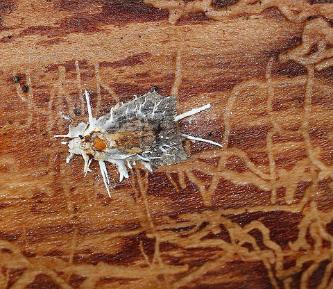 Akanthomyces aranearum on Unknown Moth  I found four moths under the bark of a fallen, rotting tree. They were all dead and had this white fungus projecting out of their bodies. It was pretty cool!  

Habitat: Deciduous forest
https://www.jungledragon.com/image/68546/beauveria_bassiana_on_unknown_moth.html
https://www.jungledragon.com/image/68548/beauveria_bassiana_on_unknown_moth.html Akanthomyces aranearum,Fall,Geotagged,Parasitic Fungus,United States,entomopathogenic fungus,fungus,moth