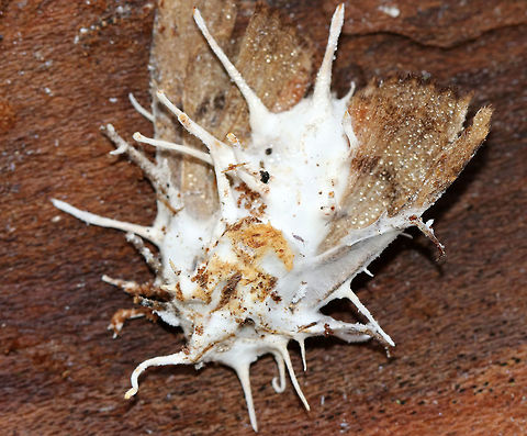 Akanthomyces aranearum on Unknown Moth I found four moths under the bark of a fallen, rotting tree. They were all dead and had this white fungus projecting out of their bodies. It was pretty cool!

Habitat: Deciduous forest
https://www.jungledragon.com/image/68546/beauveria_bassiana_on_unknown_moth.html
https://www.jungledragon.com/image/68547/beauveria_bassiana_on_unknown_moth.html Akanthomyces aranearum,Fall,Geotagged,United States,fungus,moth