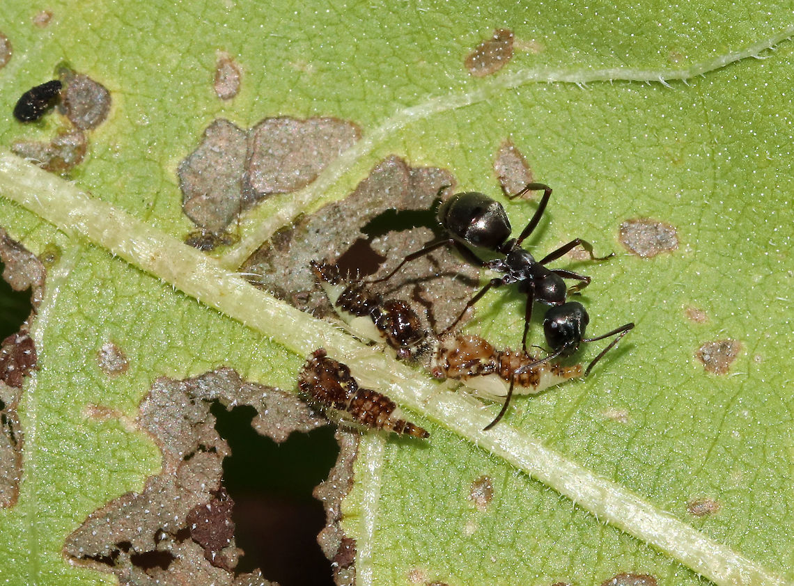 Keeled Treehopper Nymphs with Ant - Entylia carinata Treehopper nymphs produce honeydew, which ants eagerly slurp up. In return for this sugary snack, the ants protect the treehoppers.<br />
<br />
Habitat: Spotted in a rural garden Entylia carinata,Geotagged,Summer,United States,ant,treehopper