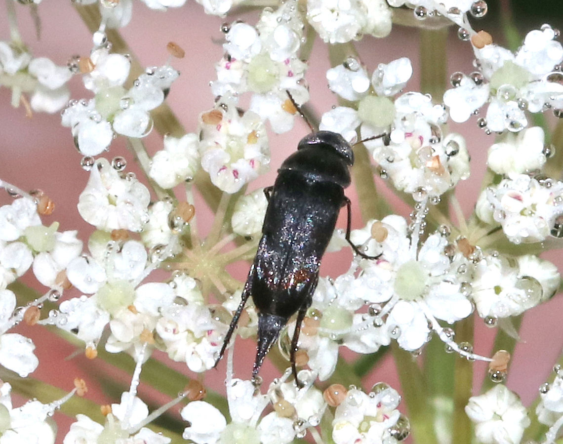 Tumbling Flower Beetle - Mordella marginata Humpbacked beetle with a pointy abdomen that extends beyond the elytra.<br />
<br />
Habitat: Rural garden Geotagged,Mordella,Mordella marginata,Summer,Tumbling Flower Beetle,United States,beetle,mordella marginata