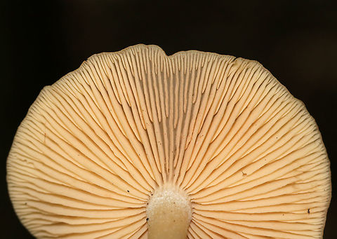 Mushroom - Entoloma sp. Butterscotch colored mushroom; the cap had a central point.  Gills were buff with frequent short gills and were attached to the stem. The stem was silky, twisted, colored like the cap, and had white basal mycelium.

Habitat: Growing on the ground in a mixed forest.
https://www.jungledragon.com/image/68608/mushroom_-_entoloma_sp.html Geotagged,Summer,United States,entoloma,fungus,mushroom