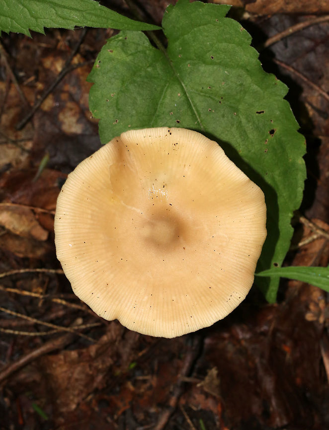 Mushroom - Entoloma sp. Butterscotch colored mushroom; the cap had a central point. Gills were buff with frequent short gills and were attached to the stem. The stem was silky, twisted, colored like the cap, and had white basal mycelium.<br />
<br />
Habitat: Growing on the ground in a mixed forest<br />
<figure class="photo"><a href="https://www.jungledragon.com/image/68607/mushroom_-_entoloma_sp.html" title="Mushroom - Entoloma sp."><img src="https://s3.amazonaws.com/media.jungledragon.com/images/3232/68607_thumb.jpg?AWSAccessKeyId=05GMT0V3GWVNE7GGM1R2&Expires=1759968010&Signature=V%2FSLdkb4dD9d2LlsFKbirLMfLmU%3D" width="200" height="144" alt="Mushroom - Entoloma sp. Butterscotch colored mushroom; the cap had a central point.  Gills were buff with frequent short gills and were attached to the stem. The stem was silky, twisted, colored like the cap, and had white basal mycelium.<br />
<br />
Habitat: Growing on the ground in a mixed forest.<br />
https://www.jungledragon.com/image/68608/mushroom_-_entoloma_sp.html Geotagged,Summer,United States,entoloma,fungus,mushroom" /></a></figure> Geotagged,Summer,United States,entoloma,fungus,mushroom