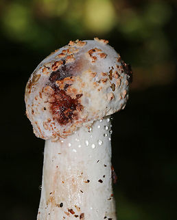 Hypomyces hyalinus Unusual looking Amanita mushroom that is being attacked by a parasitic fungus, Hypomyces hyalinus. This fungus completely disfigures its host. The infection prevents the expansion of the cap, and causes the cap to fuse to the stem. As a result, the gills are also destroyed and the fruiting body dies without dispersing any spores. 

Habitat: Mostly deciduous forest Geotagged,Hypomyces,Hypomyces hyalinus,Summer,United States,amanita