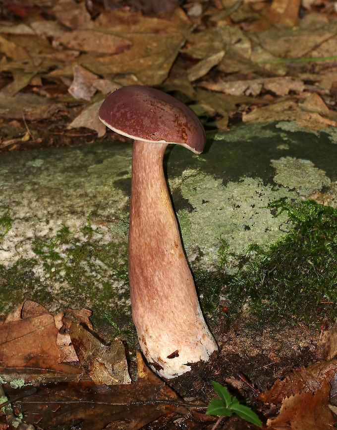 Tylopilus badiceps Convex, velvety, purple-brown cap. Ivory pores that bruise brown.  Stipe was swollen near the base and had white basal mycelium.<br />
<br />
Habitat: Growing on the ground in a deciduous forest.<br />
<figure class="photo"><a href="https://www.jungledragon.com/image/68611/tylopilus_badiceps.html" title="Tylopilus badiceps"><img src="https://s3.amazonaws.com/media.jungledragon.com/images/3232/68611_thumb.jpg?AWSAccessKeyId=05GMT0V3GWVNE7GGM1R2&Expires=1759968010&Signature=CxQcsK%2FZj14Jrhq4XQJckelvJZQ%3D" width="200" height="134" alt="Tylopilus badiceps Convex, velvety, purple-brown cap. Ivory pores that bruise brown. Stipe was swollen near the base and had white basal mycelium.<br />
<br />
Habitat: Growing on the ground in a deciduous forest.<br />
https://www.jungledragon.com/image/68610/tylopilus_badiceps.html Geotagged,Summer,Tylopilus,Tylopilus badiceps,United States,fungus,mushroom" /></a></figure> Geotagged,Summer,Tylopilus,Tylopilus badiceps,United States,fungus,mushroom