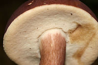 Tylopilus badiceps Convex, velvety, purple-brown cap. Ivory pores that bruise brown. Stipe was swollen near the base and had white basal mycelium.<br />
<br />
Habitat: Growing on the ground in a deciduous forest.<br />
https://www.jungledragon.com/image/68610/tylopilus_badiceps.html Geotagged,Summer,Tylopilus,Tylopilus badiceps,United States,fungus,mushroom