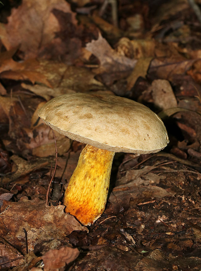 Goldstalk - Retiboletus ornatipes Buff/beige cap and pores. The stipe was bright yellow with an orange-ish base. <br />
<br />
Habitat: Growing on the ground in a mostly deciduous forest with lots of oak. Geotagged,Ornate-stalked bolete,Retiboletus,Retiboletus ornatipes,Summer,United States,bolete,fungus,mushroom