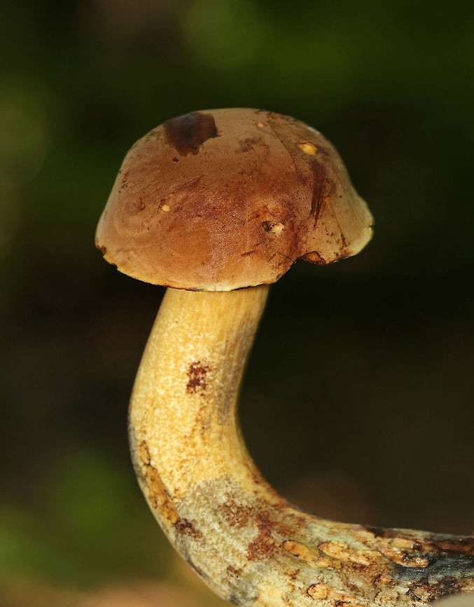 Dotted Stem Bolete - Neoboletus luridiformis Bolete with a brown, soft cap that bruised when handled. The pores were bright red/orange and bruised blue. The stipe was yellow, long, curved, and bruised when handled. The flesh bruised blue when cut open. <br />
<br />
Habitat: Growing on the ground in a deciduous forest.<br />
<figure class="photo"><a href="https://www.jungledragon.com/image/68615/dotted_stem_bolete_-_neoboletus_luridiformis.html" title="Dotted Stem Bolete - Neoboletus luridiformis"><img src="https://s3.amazonaws.com/media.jungledragon.com/images/3232/68615_thumb.jpg?AWSAccessKeyId=05GMT0V3GWVNE7GGM1R2&Expires=1759968010&Signature=nxijrn6BhgTIRCAefpLQqyTSiho%3D" width="200" height="168" alt="Dotted Stem Bolete - Neoboletus luridiformis Bolete with a brown, soft cap that bruised when handled. The pores were bright red/orange and bruised blue. The stipe was yellow, long, curved, and bruised when handled. The flesh bruised blue when cut open. <br />
<br />
Habitat: Growing on the ground in a deciduous forest.<br />
https://www.jungledragon.com/image/68614/dotted_stem_bolete_-_neoboletus_luridiformis.html<br />
https://www.jungledragon.com/image/68613/dotted_stem_bolete_-_neoboletus_luridiformis.html Dotted Stem Bolete,Geotagged,Neoboletus luridiformis,Summer,United States,bolete,fungus,mushroom" /></a></figure><br />
<figure class="photo"><a href="https://www.jungledragon.com/image/68614/dotted_stem_bolete_-_neoboletus_luridiformis.html" title="Dotted Stem Bolete - Neoboletus luridiformis"><img src="https://s3.amazonaws.com/media.jungledragon.com/images/3232/68614_thumb.jpg?AWSAccessKeyId=05GMT0V3GWVNE7GGM1R2&Expires=1759968010&Signature=Iz6Wt%2BjFEklimOALBi0rSgUe86E%3D" width="120" height="152" alt="Dotted Stem Bolete - Neoboletus luridiformis Bolete with a brown, soft cap that bruised when handled. The pores were bright red/orange and bruised blue. The stipe was yellow, long, curved, and bruised when handled. The flesh bruised blue when cut open. <br />
<br />
Habitat: Growing on the ground in a deciduous forest.<br />
https://www.jungledragon.com/image/68615/dotted_stem_bolete_-_neoboletus_luridiformis.html<br />
https://www.jungledragon.com/image/68613/dotted_stem_bolete_-_neoboletus_luridiformis.html Dotted Stem Bolete,Geotagged,Neoboletus luridiformis,Summer,United States,bolete,fungus,mushroom" /></a></figure> Dotted Stem Bolete,Geotagged,Neoboletus luridiformis,Summer,United States,bolete,fungus,mushroom