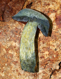 Dotted Stem Bolete - Neoboletus luridiformis Bolete with a brown, soft cap that bruised when handled. The pores were bright red/orange and bruised blue. The stipe was yellow, long, curved, and bruised when handled. The flesh bruised blue when cut open. 

Habitat: Growing on the ground in a deciduous forest.
https://www.jungledragon.com/image/68615/dotted_stem_bolete_-_neoboletus_luridiformis.html
https://www.jungledragon.com/image/68613/dotted_stem_bolete_-_neoboletus_luridiformis.html Dotted Stem Bolete,Geotagged,Neoboletus luridiformis,Summer,United States,bolete,fungus,mushroom