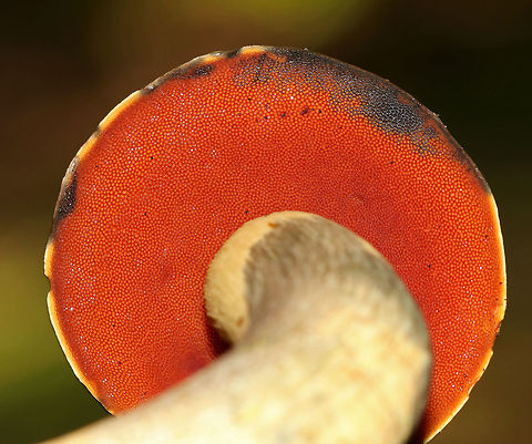 Dotted Stem Bolete - Neoboletus luridiformis Bolete with a brown, soft cap that bruised when handled. The pores were bright red/orange and bruised blue. The stipe was yellow, long, curved, and bruised when handled. The flesh bruised blue when cut open. 

Habitat: Growing on the ground in a deciduous forest.
https://www.jungledragon.com/image/68614/dotted_stem_bolete_-_neoboletus_luridiformis.html
https://www.jungledragon.com/image/68613/dotted_stem_bolete_-_neoboletus_luridiformis.html Dotted Stem Bolete,Geotagged,Neoboletus luridiformis,Summer,United States,bolete,fungus,mushroom