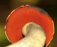 Dotted Stem Bolete - Neoboletus luridiformis Bolete with a brown, soft cap that bruised when handled. The pores were bright red/orange and bruised blue. The stipe was yellow, long, curved, and bruised when handled. The flesh bruised blue when cut open. <br />
<br />
Habitat: Growing on the ground in a deciduous forest.<br />
https://www.jungledragon.com/image/68614/dotted_stem_bolete_-_neoboletus_luridiformis.html<br />
https://www.jungledragon.com/image/68613/dotted_stem_bolete_-_neoboletus_luridiformis.html Dotted Stem Bolete,Geotagged,Neoboletus luridiformis,Summer,United States,bolete,fungus,mushroom