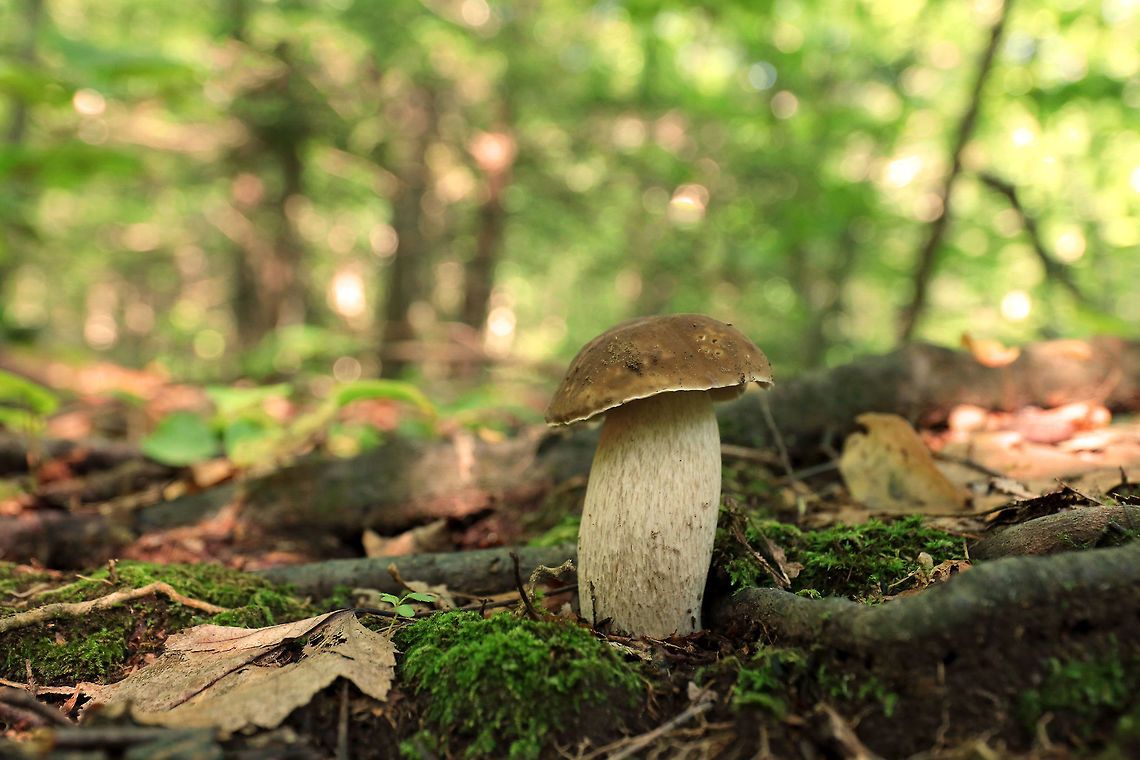 Penny Bun - Boletus cf. edulis This mushroom is classified as Boletus edulis, but whether or not the &quot;true&quot; Boletus edulis occurs in North America is up for debate. So, you could consider this mushroom to be Boletus edulis, Boletus cf. edulis, or in the Boletus edulis group.<br />
<br />
Habitat: Growing along tree roots in a mixed forest.<br />
<figure class="photo"><a href="https://www.jungledragon.com/image/68617/penny_bun_-_boletus_cf._edulis.html" title="Penny Bun - Boletus cf. edulis"><img src="https://s3.amazonaws.com/media.jungledragon.com/images/3232/68617_thumb.jpg?AWSAccessKeyId=05GMT0V3GWVNE7GGM1R2&Expires=1759968010&Signature=VwgSK7CRwZyp0RqSkNPNmQGb6uw%3D" width="108" height="152" alt="Penny Bun - Boletus cf. edulis This mushroom is classified as Boletus edulis, but whether or not the &quot;true&quot; Boletus edulis occurs in North America is up for debate. So, you could consider this mushroom to be Boletus edulis, Boletus cf. edulis, or in the Boletus edulis group.<br />
<br />
Habitat: Growing along tree roots in a mixed forest.<br />
https://www.jungledragon.com/image/68616/penny_bun_-_boletus_cf._edulis.html Boletus edulis,Geotagged,Summer,United States,bolete,boletus,boletus edulis group,fungus,mushroom" /></a></figure> Boletus edulis,Geotagged,Summer,United States,bolete,boletus,boletus edulis group,cep,penny bun