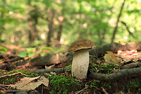 Penny Bun - Boletus cf. edulis This mushroom is classified as Boletus edulis, but whether or not the "true" Boletus edulis occurs in North America is up for debate. So, you could consider this mushroom to be Boletus edulis, Boletus cf. edulis, or in the Boletus edulis group.<br />
<br />
Habitat: Growing along tree roots in a mixed forest.<br />
https://www.jungledragon.com/image/68617/penny_bun_-_boletus_cf._edulis.html Boletus edulis,Geotagged,Summer,United States,bolete,boletus,boletus edulis group,cep,penny bun