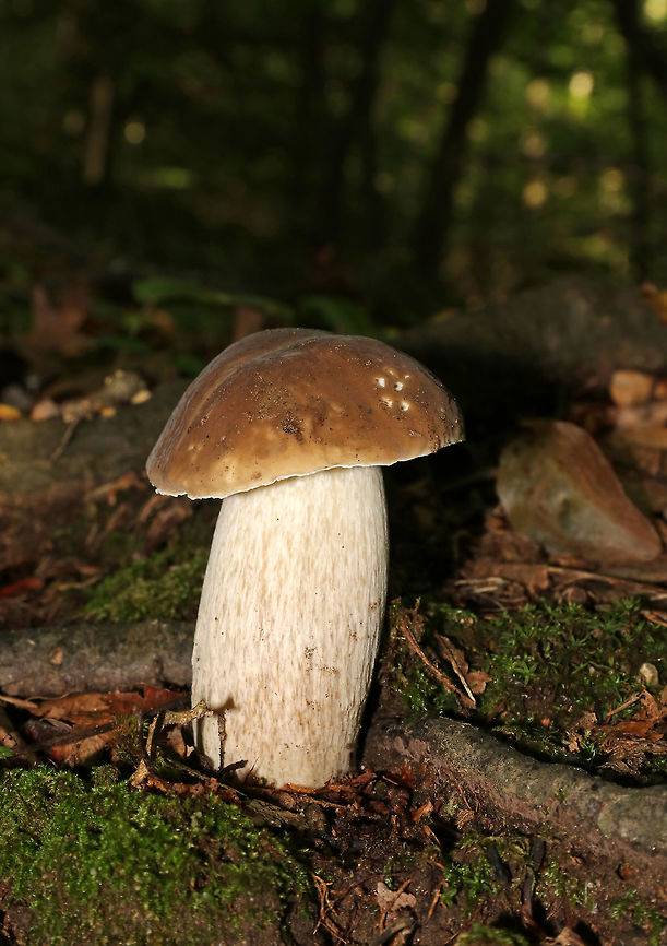 Penny Bun - Boletus cf. edulis This mushroom is classified as Boletus edulis, but whether or not the &quot;true&quot; Boletus edulis occurs in North America is up for debate. So, you could consider this mushroom to be Boletus edulis, Boletus cf. edulis, or in the Boletus edulis group.<br />
<br />
Habitat: Growing along tree roots in a mixed forest.<br />
<figure class="photo"><a href="https://www.jungledragon.com/image/68616/penny_bun_-_boletus_cf._edulis.html" title="Penny Bun - Boletus cf. edulis"><img src="https://s3.amazonaws.com/media.jungledragon.com/images/3232/68616_thumb.jpg?AWSAccessKeyId=05GMT0V3GWVNE7GGM1R2&Expires=1759968010&Signature=GhyaOnygozD4FKOgjdz%2BLGUlWOc%3D" width="200" height="134" alt="Penny Bun - Boletus cf. edulis This mushroom is classified as Boletus edulis, but whether or not the &quot;true&quot; Boletus edulis occurs in North America is up for debate. So, you could consider this mushroom to be Boletus edulis, Boletus cf. edulis, or in the Boletus edulis group.<br />
<br />
Habitat: Growing along tree roots in a mixed forest.<br />
https://www.jungledragon.com/image/68617/penny_bun_-_boletus_cf._edulis.html Boletus edulis,Geotagged,Summer,United States,bolete,boletus,boletus edulis group,cep,penny bun" /></a></figure> Boletus edulis,Geotagged,Summer,United States,bolete,boletus,boletus edulis group,fungus,mushroom