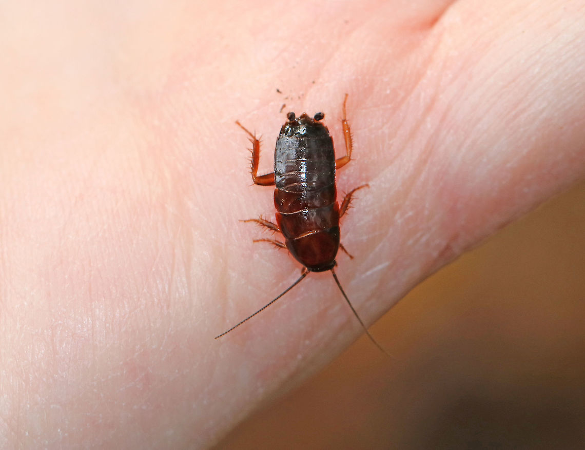 Pennsylvania Wood Cockroach Nymph - Parcoblatta pennsylvanica I found this cockroach under rotting wood. It scurried onto my hand, and then was gone just as quickly as it had come!  I think this is P. pennsylvanica because of the location. P. divisa is very similar, but its range doesn't extend this far north.<br />
<br />
Habitat: Rotting wood in a deciduous, wooded backyard habitat. Fall,Geotagged,Parcoblatta,Parcoblatta pensylvanica,Pennsylvania wood cockroach,United States,cockroach,cockroach nymph,nymph