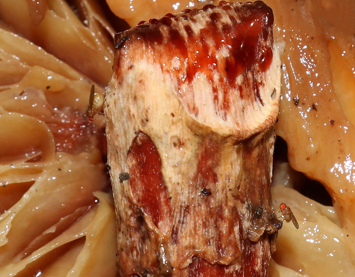 Fruit flies (Drosophila sp.) Feasting on Rotting Mushroom I was checking out this cool, rotting mushroom, when I noticed that there were fruit flies feasting on it. There are two fruit flies in this shot - on the right and left sides of the stem.  The one on the left may have overeaten a bit ;P<br />
<br />
Habitat: Rotting Amanita sp. mushroom in a mostly deciduous forest. Drosophila,Geotagged,Summer,United States,amanita,flies,fruit flies,fruit fly,mycophagy