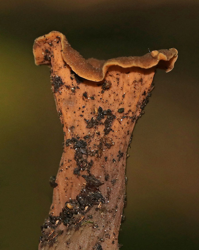 Black Trumpet (Brown form) - Craterellus fallax Fruiting bodies were vase-shaped, and the upper edges were rolled under. The upper surface was dark brown, and the under surface was brown and wrinkled. <br />
<br />
Habitat: Growing on the ground in a mostly deciduous forest with eastern hemlock, oak, birch, beech, and maple.<br />
<figure class="photo"><a href="https://www.jungledragon.com/image/68637/black_trumpet_brown_form_-_craterellus_fallax.html" title="Black Trumpet (Brown form) - Craterellus fallax"><img src="https://s3.amazonaws.com/media.jungledragon.com/images/3232/68637_thumb.jpg?AWSAccessKeyId=05GMT0V3GWVNE7GGM1R2&Expires=1759968010&Signature=W8yjMDa4JiDi2cB8wrIH5T1ugwQ%3D" width="200" height="172" alt="Black Trumpet (Brown form) - Craterellus fallax Fruiting bodies were vase-shaped, and the upper edges were rolled under. The upper surface was dark brown, and the under surface was brown and wrinkled. <br />
<br />
Habitat: Growing on the ground in a mostly deciduous forest with eastern hemlock, oak, birch, beech, and maple.<br />
https://www.jungledragon.com/image/68636/black_trumpet_brown_form_-_craterellus_fallax.html Craterellus fallax,Geotagged,Summer,United States,black trumpet,brown trumpet,trumpet" /></a></figure> Black Trumpet (Brown form),Craterellus,Craterellus fallax,Geotagged,Summer,United States,brown trumpet,fungus,mushroom