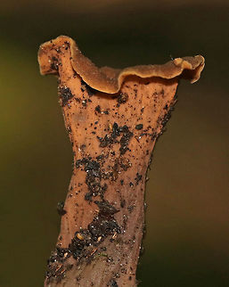 Black Trumpet (Brown form) - Craterellus fallax Fruiting bodies were vase-shaped, and the upper edges were rolled under. The upper surface was dark brown, and the under surface was brown and wrinkled. 

Habitat: Growing on the ground in a mostly deciduous forest with eastern hemlock, oak, birch, beech, and maple.
https://www.jungledragon.com/image/68637/black_trumpet_brown_form_-_craterellus_fallax.html Black Trumpet (Brown form),Craterellus,Craterellus fallax,Geotagged,Summer,United States,brown trumpet,fungus,mushroom