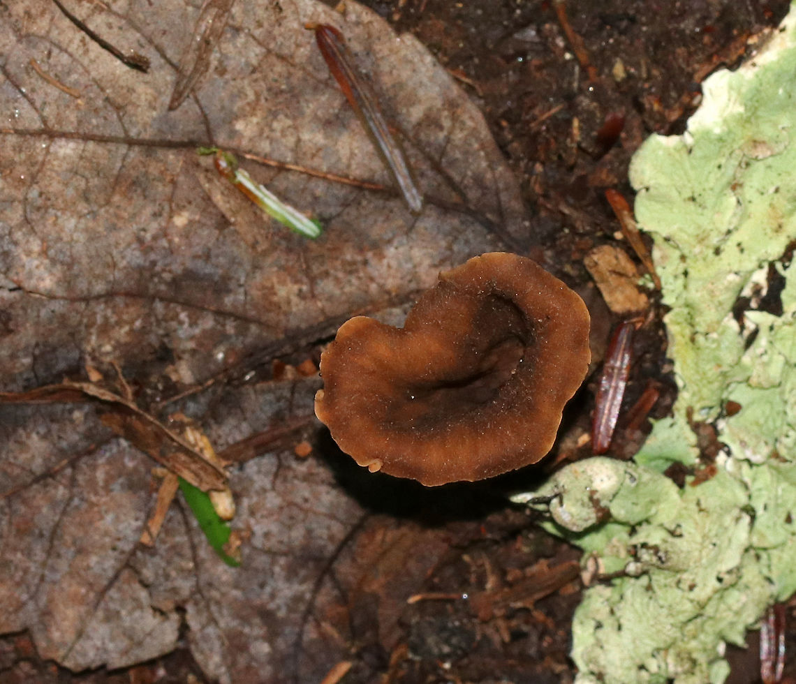 Black Trumpet (Brown form) - Craterellus fallax Fruiting bodies were vase-shaped, and the upper edges were rolled under. The upper surface was dark brown, and the under surface was brown and wrinkled. <br />
<br />
Habitat: Growing on the ground in a mostly deciduous forest with eastern hemlock, oak, birch, beech, and maple.<br />
<figure class="photo"><a href="https://www.jungledragon.com/image/68636/black_trumpet_brown_form_-_craterellus_fallax.html" title="Black Trumpet (Brown form) - Craterellus fallax"><img src="https://s3.amazonaws.com/media.jungledragon.com/images/3232/68636_thumb.jpg?AWSAccessKeyId=05GMT0V3GWVNE7GGM1R2&Expires=1759968010&Signature=sY0GTESlIKdxF3i1CSDJ0zucG9c%3D" width="122" height="152" alt="Black Trumpet (Brown form) - Craterellus fallax Fruiting bodies were vase-shaped, and the upper edges were rolled under. The upper surface was dark brown, and the under surface was brown and wrinkled. <br />
<br />
Habitat: Growing on the ground in a mostly deciduous forest with eastern hemlock, oak, birch, beech, and maple.<br />
https://www.jungledragon.com/image/68637/black_trumpet_brown_form_-_craterellus_fallax.html Black Trumpet (Brown form),Craterellus,Craterellus fallax,Geotagged,Summer,United States,brown trumpet,fungus,mushroom" /></a></figure> Craterellus fallax,Geotagged,Summer,United States,black trumpet,brown trumpet,trumpet