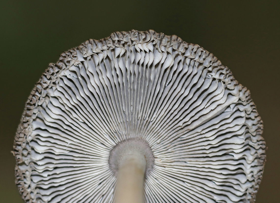 Amanita sect. Vaginatae Gray, flat cap that was brownish in the center and had strongly lined edges and what looked like some pale patches. <br />
Pale grayish white gills that were wavy, close, and had some short gills. Stipe was white with appressed, gray scales. The volva had recurved scales and some brownish coloring. <br />
<br />
Habitat: Growing on the ground in a deciduous, wooded backyard.<br />
<figure class="photo"><a href="https://www.jungledragon.com/image/68642/amanita_sect._vaginatae.html" title="Amanita sect. Vaginatae"><img src="https://s3.amazonaws.com/media.jungledragon.com/images/3232/68642_thumb.jpg?AWSAccessKeyId=05GMT0V3GWVNE7GGM1R2&Expires=1759968010&Signature=Tnh1iwvGVTn%2FZ9DlIYNXv2U29cA%3D" width="200" height="168" alt="Amanita sect. Vaginatae Gray, flat cap that was brownish in the center and had strongly lined edges and what looked like some pale patches. <br />
Pale grayish white gills that were wavy, close, and had some short gills. Stipe was white with appressed, gray scales. The volva had recurved scales and some brownish coloring. <br />
<br />
Habitat: Growing on the ground in a deciduous, wooded backyard.<br />
https://www.jungledragon.com/image/68638/amanita_sect._vaginatae.html<br />
https://www.jungledragon.com/image/68641/amanita_sect._vaginatae.html<br />
https://www.jungledragon.com/image/68641/amanita_sect._vaginatae.html Amanita sect. Vaginatae,Fall,Geotagged,United States,amanita,fungus,mushroom" /></a></figure><br />
<figure class="photo"><a href="https://www.jungledragon.com/image/68641/amanita_sect._vaginatae.html" title="Amanita sect. Vaginatae"><img src="https://s3.amazonaws.com/media.jungledragon.com/images/3232/68641_thumb.jpg?AWSAccessKeyId=05GMT0V3GWVNE7GGM1R2&Expires=1759968010&Signature=hwrBAlUHta2%2ByI1DHJaLm%2BN1Dew%3D" width="108" height="152" alt="Amanita sect. Vaginatae Gray, flat cap that was brownish in the center and had strongly lined edges and what looked like some pale patches. <br />
Pale grayish white gills that were wavy, close, and had some short gills. Stipe was white with appressed, gray scales. The volva had recurved scales and some brownish coloring. <br />
<br />
Habitat: Growing on the ground in a deciduous, wooded backyard.<br />
https://www.jungledragon.com/image/68638/amanita_sect._vaginatae.html<br />
https://www.jungledragon.com/image/68642/amanita_sect._vaginatae.html<br />
https://www.jungledragon.com/image/68640/amanita_sect._vaginatae.html Amanita sect. Vaginatae,Fall,Geotagged,United States,amanita,fungus,mushroom" /></a></figure><br />
<figure class="photo"><a href="https://www.jungledragon.com/image/68640/amanita_sect._vaginatae.html" title="Amanita sect. Vaginatae"><img src="https://s3.amazonaws.com/media.jungledragon.com/images/3232/68640_thumb.jpg?AWSAccessKeyId=05GMT0V3GWVNE7GGM1R2&Expires=1759968010&Signature=QfSDeDXAqq54g4mcBsz66Ou6OdM%3D" width="200" height="158" alt="Amanita sect. Vaginatae Gray, flat cap that was brownish in the center and had strongly lined edges and what looked like some pale patches. <br />
Pale grayish white gills that were wavy, close, and had some short gills. Stipe was white with appressed, gray scales. The volva had recurved scales and some brownish coloring. <br />
<br />
Habitat: Growing on the ground in a deciduous, wooded backyard.<br />
https://www.jungledragon.com/image/68638/amanita_sect._vaginatae.html<br />
https://www.jungledragon.com/image/68642/amanita_sect._vaginatae.html<br />
https://www.jungledragon.com/image/68641/amanita_sect._vaginatae.html Amanita sect. Vaginatae,Fall,Geotagged,United States,amanita,fungus,gray mushroom,mushroom" /></a></figure> Amanita sect. Vaginatae,Fall,Geotagged,United States,amanita,fungus,mushroom