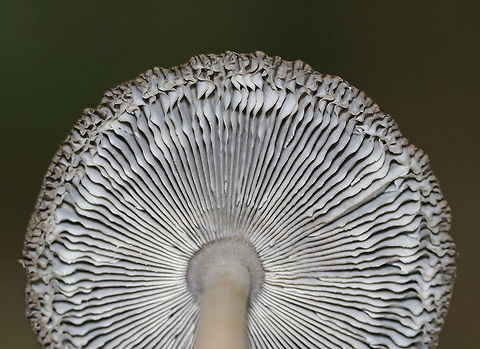 Amanita sect. Vaginatae Gray, flat cap that was brownish in the center and had strongly lined edges and what looked like some pale patches. 
 Pale grayish white gills that were wavy, close, and had some short gills. Stipe was white with appressed, gray scales. The volva had recurved scales and some brownish coloring. 

Habitat: Growing on the ground in a deciduous, wooded backyard.
https://www.jungledragon.com/image/68642/amanita_sect._vaginatae.html
https://www.jungledragon.com/image/68641/amanita_sect._vaginatae.html
https://www.jungledragon.com/image/68640/amanita_sect._vaginatae.html Amanita sect. Vaginatae,Fall,Geotagged,United States,amanita,fungus,mushroom
