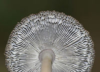 Amanita sect. Vaginatae Gray, flat cap that was brownish in the center and had strongly lined edges and what looked like some pale patches. <br />
 Pale grayish white gills that were wavy, close, and had some short gills. Stipe was white with appressed, gray scales. The volva had recurved scales and some brownish coloring. <br />
<br />
Habitat: Growing on the ground in a deciduous, wooded backyard.<br />
https://www.jungledragon.com/image/68642/amanita_sect._vaginatae.html<br />
https://www.jungledragon.com/image/68641/amanita_sect._vaginatae.html<br />
https://www.jungledragon.com/image/68640/amanita_sect._vaginatae.html Amanita sect. Vaginatae,Fall,Geotagged,United States,amanita,fungus,mushroom