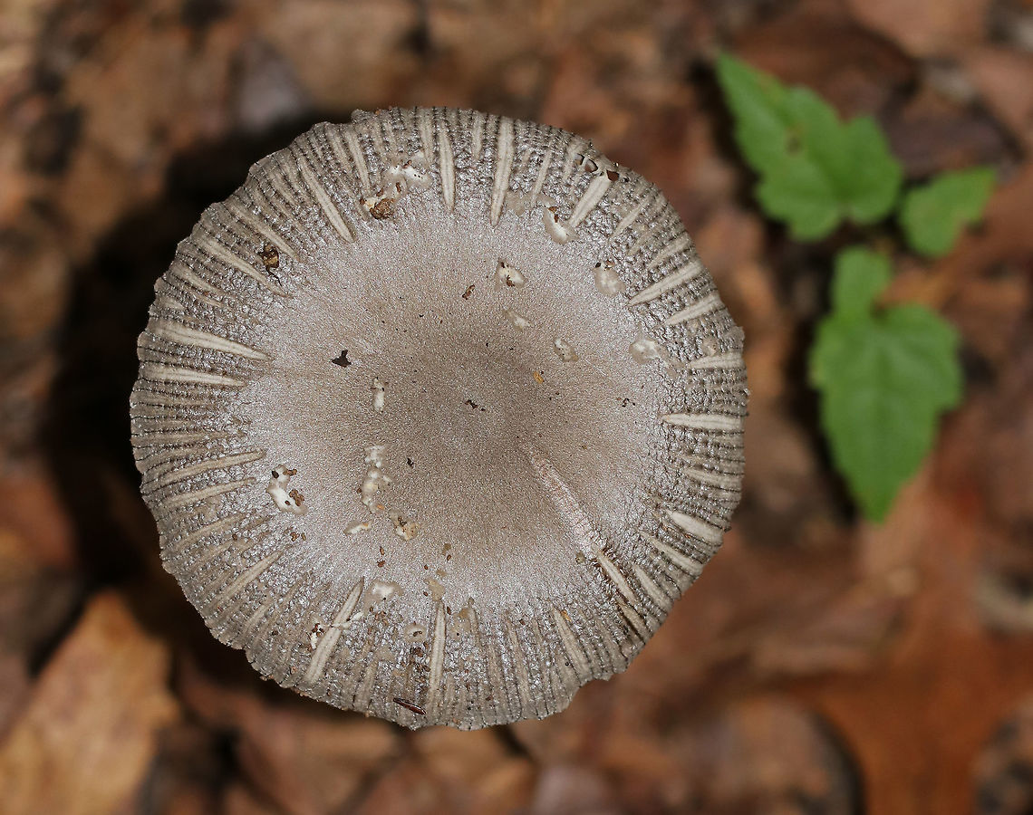 Amanita sect. Vaginatae Gray, flat cap that was brownish in the center and had strongly lined edges and what looked like some pale patches. <br />
Pale grayish white gills that were wavy, close, and had some short gills. Stipe was white with appressed, gray scales. The volva had recurved scales and some brownish coloring. <br />
<br />
Habitat: Growing on the ground in a deciduous, wooded backyard.<br />
<figure class="photo"><a href="https://www.jungledragon.com/image/68638/amanita_sect._vaginatae.html" title="Amanita sect. Vaginatae"><img src="https://s3.amazonaws.com/media.jungledragon.com/images/3232/68638_thumb.jpg?AWSAccessKeyId=05GMT0V3GWVNE7GGM1R2&Expires=1769040010&Signature=fIP23TqKowRgiCscXi83fEhcuYI%3D" width="200" height="146" alt="Amanita sect. Vaginatae Gray, flat cap that was brownish in the center and had strongly lined edges and what looked like some pale patches. <br />
 Pale grayish white gills that were wavy, close, and had some short gills. Stipe was white with appressed, gray scales. The volva had recurved scales and some brownish coloring. <br />
<br />
Habitat: Growing on the ground in a deciduous, wooded backyard.<br />
https://www.jungledragon.com/image/68642/amanita_sect._vaginatae.html<br />
https://www.jungledragon.com/image/68641/amanita_sect._vaginatae.html<br />
https://www.jungledragon.com/image/68640/amanita_sect._vaginatae.html Amanita sect. Vaginatae,Fall,Geotagged,United States,amanita,fungus,mushroom" /></a></figure><br />
<figure class="photo"><a href="https://www.jungledragon.com/image/68642/amanita_sect._vaginatae.html" title="Amanita sect. Vaginatae"><img src="https://s3.amazonaws.com/media.jungledragon.com/images/3232/68642_thumb.jpg?AWSAccessKeyId=05GMT0V3GWVNE7GGM1R2&Expires=1769040010&Signature=Gj83sLs6WBM5G36JYFyJ%2FO9%2BKEM%3D" width="200" height="168" alt="Amanita sect. Vaginatae Gray, flat cap that was brownish in the center and had strongly lined edges and what looked like some pale patches. <br />
Pale grayish white gills that were wavy, close, and had some short gills. Stipe was white with appressed, gray scales. The volva had recurved scales and some brownish coloring. <br />
<br />
Habitat: Growing on the ground in a deciduous, wooded backyard.<br />
https://www.jungledragon.com/image/68638/amanita_sect._vaginatae.html<br />
https://www.jungledragon.com/image/68641/amanita_sect._vaginatae.html<br />
https://www.jungledragon.com/image/68641/amanita_sect._vaginatae.html Amanita sect. Vaginatae,Fall,Geotagged,United States,amanita,fungus,mushroom" /></a></figure><br />
<figure class="photo"><a href="https://www.jungledragon.com/image/68641/amanita_sect._vaginatae.html" title="Amanita sect. Vaginatae"><img src="https://s3.amazonaws.com/media.jungledragon.com/images/3232/68641_thumb.jpg?AWSAccessKeyId=05GMT0V3GWVNE7GGM1R2&Expires=1769040010&Signature=Eb8hcg4NIM%2Fp6p5pHq0MtV7g7ug%3D" width="108" height="152" alt="Amanita sect. Vaginatae Gray, flat cap that was brownish in the center and had strongly lined edges and what looked like some pale patches. <br />
Pale grayish white gills that were wavy, close, and had some short gills. Stipe was white with appressed, gray scales. The volva had recurved scales and some brownish coloring. <br />
<br />
Habitat: Growing on the ground in a deciduous, wooded backyard.<br />
https://www.jungledragon.com/image/68638/amanita_sect._vaginatae.html<br />
https://www.jungledragon.com/image/68642/amanita_sect._vaginatae.html<br />
https://www.jungledragon.com/image/68640/amanita_sect._vaginatae.html Amanita sect. Vaginatae,Fall,Geotagged,United States,amanita,fungus,mushroom" /></a></figure> Amanita sect. Vaginatae,Fall,Geotagged,United States,amanita,fungus,gray mushroom,mushroom