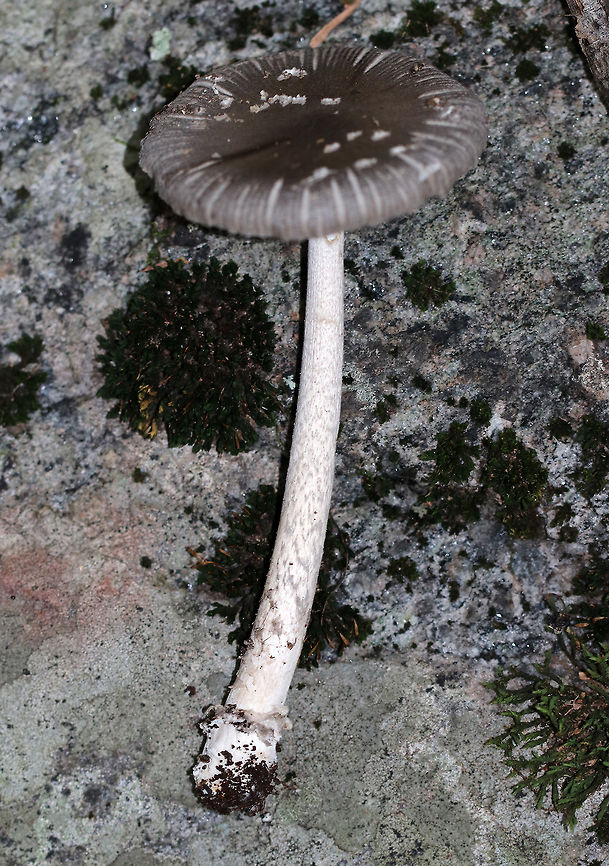 Amanita sect. Vaginatae Gray, flat cap that was brownish in the center and had strongly lined edges and what looked like some pale patches. <br />
Pale grayish white gills that were wavy, close, and had some short gills. Stipe was white with appressed, gray scales. The volva had recurved scales and some brownish coloring. <br />
<br />
Habitat: Growing on the ground in a deciduous, wooded backyard.<br />
<figure class="photo"><a href="https://www.jungledragon.com/image/68638/amanita_sect._vaginatae.html" title="Amanita sect. Vaginatae"><img src="https://s3.amazonaws.com/media.jungledragon.com/images/3232/68638_thumb.jpg?AWSAccessKeyId=05GMT0V3GWVNE7GGM1R2&Expires=1759968010&Signature=pls7yqg3O%2F%2FuIuxENryO7oX76rU%3D" width="200" height="146" alt="Amanita sect. Vaginatae Gray, flat cap that was brownish in the center and had strongly lined edges and what looked like some pale patches. <br />
 Pale grayish white gills that were wavy, close, and had some short gills. Stipe was white with appressed, gray scales. The volva had recurved scales and some brownish coloring. <br />
<br />
Habitat: Growing on the ground in a deciduous, wooded backyard.<br />
https://www.jungledragon.com/image/68642/amanita_sect._vaginatae.html<br />
https://www.jungledragon.com/image/68641/amanita_sect._vaginatae.html<br />
https://www.jungledragon.com/image/68640/amanita_sect._vaginatae.html Amanita sect. Vaginatae,Fall,Geotagged,United States,amanita,fungus,mushroom" /></a></figure><br />
<figure class="photo"><a href="https://www.jungledragon.com/image/68642/amanita_sect._vaginatae.html" title="Amanita sect. Vaginatae"><img src="https://s3.amazonaws.com/media.jungledragon.com/images/3232/68642_thumb.jpg?AWSAccessKeyId=05GMT0V3GWVNE7GGM1R2&Expires=1759968010&Signature=Tnh1iwvGVTn%2FZ9DlIYNXv2U29cA%3D" width="200" height="168" alt="Amanita sect. Vaginatae Gray, flat cap that was brownish in the center and had strongly lined edges and what looked like some pale patches. <br />
Pale grayish white gills that were wavy, close, and had some short gills. Stipe was white with appressed, gray scales. The volva had recurved scales and some brownish coloring. <br />
<br />
Habitat: Growing on the ground in a deciduous, wooded backyard.<br />
https://www.jungledragon.com/image/68638/amanita_sect._vaginatae.html<br />
https://www.jungledragon.com/image/68641/amanita_sect._vaginatae.html<br />
https://www.jungledragon.com/image/68641/amanita_sect._vaginatae.html Amanita sect. Vaginatae,Fall,Geotagged,United States,amanita,fungus,mushroom" /></a></figure><br />
<figure class="photo"><a href="https://www.jungledragon.com/image/68640/amanita_sect._vaginatae.html" title="Amanita sect. Vaginatae"><img src="https://s3.amazonaws.com/media.jungledragon.com/images/3232/68640_thumb.jpg?AWSAccessKeyId=05GMT0V3GWVNE7GGM1R2&Expires=1759968010&Signature=QfSDeDXAqq54g4mcBsz66Ou6OdM%3D" width="200" height="158" alt="Amanita sect. Vaginatae Gray, flat cap that was brownish in the center and had strongly lined edges and what looked like some pale patches. <br />
Pale grayish white gills that were wavy, close, and had some short gills. Stipe was white with appressed, gray scales. The volva had recurved scales and some brownish coloring. <br />
<br />
Habitat: Growing on the ground in a deciduous, wooded backyard.<br />
https://www.jungledragon.com/image/68638/amanita_sect._vaginatae.html<br />
https://www.jungledragon.com/image/68642/amanita_sect._vaginatae.html<br />
https://www.jungledragon.com/image/68641/amanita_sect._vaginatae.html Amanita sect. Vaginatae,Fall,Geotagged,United States,amanita,fungus,gray mushroom,mushroom" /></a></figure> Amanita sect. Vaginatae,Fall,Geotagged,United States,amanita,fungus,mushroom