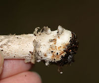 Amanita sect. Vaginatae Gray, flat cap that was brownish in the center and had strongly lined edges and what looked like some pale patches. <br />
Pale grayish white gills that were wavy, close, and had some short gills. Stipe was white with appressed, gray scales. The volva had recurved scales and some brownish coloring. <br />
<br />
Habitat: Growing on the ground in a deciduous, wooded backyard.<br />
https://www.jungledragon.com/image/68638/amanita_sect._vaginatae.html<br />
https://www.jungledragon.com/image/68641/amanita_sect._vaginatae.html<br />
https://www.jungledragon.com/image/68641/amanita_sect._vaginatae.html Amanita sect. Vaginatae,Fall,Geotagged,United States,amanita,fungus,mushroom