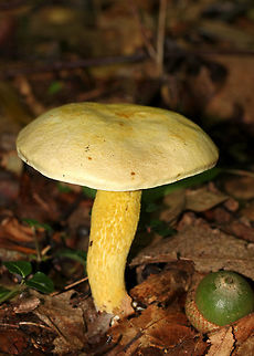 Goldstalk - Retiboletus ornatipes Cap was pale yellow-tannish, rough, and slightly lumpy. Flesh was pale yellow. Pores were bright yellow and round. They got mushy when touched, but didn't really bruise. Yellow, reticulate stipe that tapered at the base. Basal mycelium was pale yellowish. 

Habitat: Growing alone, on the ground, under oak.
https://www.jungledragon.com/image/68645/goldstalk_-_retiboletus_ornatipes.html
https://www.jungledragon.com/image/68644/goldstalk_-_retiboletus_ornatipes.html Geotagged,Ornate-stalked bolete,Retiboletus ornatipes,Summer,United States,bolete,fungus,goldstalk,mushroom,yellow mushroom