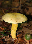 Goldstalk - Retiboletus ornatipes Cap was pale yellow-tannish, rough, and slightly lumpy. Flesh was pale yellow. Pores were bright yellow and round. They got mushy when touched, but didn't really bruise. Yellow, reticulate stipe that tapered at the base. Basal mycelium was pale yellowish. <br />
<br />
Habitat: Growing alone, on the ground, under oak.<br />
https://www.jungledragon.com/image/68645/goldstalk_-_retiboletus_ornatipes.html<br />
https://www.jungledragon.com/image/68644/goldstalk_-_retiboletus_ornatipes.html Geotagged,Ornate-stalked bolete,Retiboletus ornatipes,Summer,United States,bolete,fungus,goldstalk,mushroom,yellow mushroom