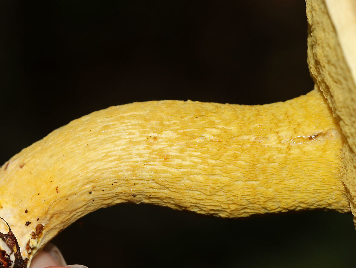 Goldstalk - Retiboletus ornatipes Cap was pale yellow-tannish, rough, and slightly lumpy. Flesh was pale yellow. Pores were bright yellow and round. They got mushy when touched, but didn&#039;t really bruise. Yellow, reticulate stipe that tapered at the base. Basal mycelium was pale yellowish. <br />
<br />
Habitat: Growing alone, on the ground, under oak<br />
<figure class="photo"><a href="https://www.jungledragon.com/image/68645/goldstalk_-_retiboletus_ornatipes.html" title="Goldstalk - Retiboletus ornatipes"><img src="https://s3.amazonaws.com/media.jungledragon.com/images/3232/68645_thumb.jpg?AWSAccessKeyId=05GMT0V3GWVNE7GGM1R2&Expires=1759968010&Signature=Iyh1pW10a%2Bp4z4CK5CLuxVauV5s%3D" width="200" height="158" alt="Goldstalk - Retiboletus ornatipes Cap was pale yellow-tannish, rough, and slightly lumpy. Flesh was pale yellow. Pores were bright yellow and round. They got mushy when touched, but didn&#039;t really bruise. Yellow, reticulate stipe that tapered at the base. Basal mycelium was pale yellowish. <br />
<br />
Habitat: Growing alone, on the ground, under oak<br />
https://www.jungledragon.com/image/68644/goldstalk_-_retiboletus_ornatipes.html<br />
https://www.jungledragon.com/image/68643/goldstalk_-_retiboletus_ornatipes.html Geotagged,Ornate-stalked bolete,Retiboletus ornatipes,Summer,United States,bolete,fungus,goldstalk,mushroom,yellow mushroom" /></a></figure><br />
<figure class="photo"><a href="https://www.jungledragon.com/image/68643/goldstalk_-_retiboletus_ornatipes.html" title="Goldstalk - Retiboletus ornatipes"><img src="https://s3.amazonaws.com/media.jungledragon.com/images/3232/68643_thumb.jpg?AWSAccessKeyId=05GMT0V3GWVNE7GGM1R2&Expires=1759968010&Signature=WX%2B0Mc5QRpAhxd4QqBLwTL0nQqg%3D" width="110" height="152" alt="Goldstalk - Retiboletus ornatipes Cap was pale yellow-tannish, rough, and slightly lumpy. Flesh was pale yellow. Pores were bright yellow and round. They got mushy when touched, but didn&#039;t really bruise. Yellow, reticulate stipe that tapered at the base. Basal mycelium was pale yellowish. <br />
<br />
Habitat: Growing alone, on the ground, under oak.<br />
https://www.jungledragon.com/image/68645/goldstalk_-_retiboletus_ornatipes.html<br />
https://www.jungledragon.com/image/68644/goldstalk_-_retiboletus_ornatipes.html Geotagged,Ornate-stalked bolete,Retiboletus ornatipes,Summer,United States,bolete,fungus,goldstalk,mushroom,yellow mushroom" /></a></figure> Geotagged,Ornate-stalked bolete,Retiboletus ornatipes,Summer,United States,bolete,fungus,goldstalk,mushroom,yellow mushroom