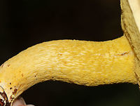 Goldstalk - Retiboletus ornatipes Cap was pale yellow-tannish, rough, and slightly lumpy. Flesh was pale yellow. Pores were bright yellow and round. They got mushy when touched, but didn't really bruise. Yellow, reticulate stipe that tapered at the base. Basal mycelium was pale yellowish. <br />
<br />
Habitat: Growing alone, on the ground, under oak<br />
https://www.jungledragon.com/image/68645/goldstalk_-_retiboletus_ornatipes.html<br />
https://www.jungledragon.com/image/68643/goldstalk_-_retiboletus_ornatipes.html Geotagged,Ornate-stalked bolete,Retiboletus ornatipes,Summer,United States,bolete,fungus,goldstalk,mushroom,yellow mushroom