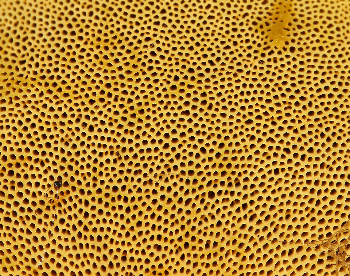 Goldstalk - Retiboletus ornatipes Cap was pale yellow-tannish, rough, and slightly lumpy. Flesh was pale yellow. Pores were bright yellow and round. They got mushy when touched, but didn&#039;t really bruise. Yellow, reticulate stipe that tapered at the base. Basal mycelium was pale yellowish. <br />
<br />
Habitat: Growing alone, on the ground, under oak<br />
<figure class="photo"><a href="https://www.jungledragon.com/image/68644/goldstalk_-_retiboletus_ornatipes.html" title="Goldstalk - Retiboletus ornatipes"><img src="https://s3.amazonaws.com/media.jungledragon.com/images/3232/68644_thumb.jpg?AWSAccessKeyId=05GMT0V3GWVNE7GGM1R2&Expires=1759968010&Signature=cfsGTDatudU5wpAhFWGu1m8jso0%3D" width="200" height="152" alt="Goldstalk - Retiboletus ornatipes Cap was pale yellow-tannish, rough, and slightly lumpy. Flesh was pale yellow. Pores were bright yellow and round. They got mushy when touched, but didn&#039;t really bruise. Yellow, reticulate stipe that tapered at the base. Basal mycelium was pale yellowish. <br />
<br />
Habitat: Growing alone, on the ground, under oak<br />
https://www.jungledragon.com/image/68645/goldstalk_-_retiboletus_ornatipes.html<br />
https://www.jungledragon.com/image/68643/goldstalk_-_retiboletus_ornatipes.html Geotagged,Ornate-stalked bolete,Retiboletus ornatipes,Summer,United States,bolete,fungus,goldstalk,mushroom,yellow mushroom" /></a></figure><br />
<figure class="photo"><a href="https://www.jungledragon.com/image/68643/goldstalk_-_retiboletus_ornatipes.html" title="Goldstalk - Retiboletus ornatipes"><img src="https://s3.amazonaws.com/media.jungledragon.com/images/3232/68643_thumb.jpg?AWSAccessKeyId=05GMT0V3GWVNE7GGM1R2&Expires=1759968010&Signature=WX%2B0Mc5QRpAhxd4QqBLwTL0nQqg%3D" width="110" height="152" alt="Goldstalk - Retiboletus ornatipes Cap was pale yellow-tannish, rough, and slightly lumpy. Flesh was pale yellow. Pores were bright yellow and round. They got mushy when touched, but didn&#039;t really bruise. Yellow, reticulate stipe that tapered at the base. Basal mycelium was pale yellowish. <br />
<br />
Habitat: Growing alone, on the ground, under oak.<br />
https://www.jungledragon.com/image/68645/goldstalk_-_retiboletus_ornatipes.html<br />
https://www.jungledragon.com/image/68644/goldstalk_-_retiboletus_ornatipes.html Geotagged,Ornate-stalked bolete,Retiboletus ornatipes,Summer,United States,bolete,fungus,goldstalk,mushroom,yellow mushroom" /></a></figure> Geotagged,Ornate-stalked bolete,Retiboletus ornatipes,Summer,United States,bolete,fungus,goldstalk,mushroom,yellow mushroom