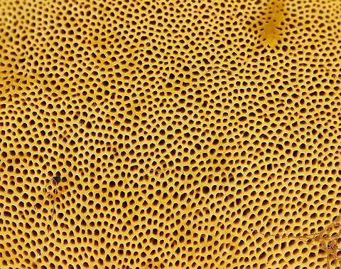 Goldstalk - Retiboletus ornatipes Cap was pale yellow-tannish, rough, and slightly lumpy. Flesh was pale yellow. Pores were bright yellow and round. They got mushy when touched, but didn't really bruise. Yellow, reticulate stipe that tapered at the base. Basal mycelium was pale yellowish. 

Habitat: Growing alone, on the ground, under oak
https://www.jungledragon.com/image/68644/goldstalk_-_retiboletus_ornatipes.html
https://www.jungledragon.com/image/68643/goldstalk_-_retiboletus_ornatipes.html Geotagged,Ornate-stalked bolete,Retiboletus ornatipes,Summer,United States,bolete,fungus,goldstalk,mushroom,yellow mushroom