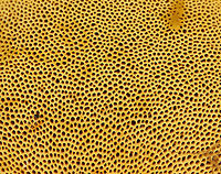 Goldstalk - Retiboletus ornatipes Cap was pale yellow-tannish, rough, and slightly lumpy. Flesh was pale yellow. Pores were bright yellow and round. They got mushy when touched, but didn't really bruise. Yellow, reticulate stipe that tapered at the base. Basal mycelium was pale yellowish. <br />
<br />
Habitat: Growing alone, on the ground, under oak<br />
https://www.jungledragon.com/image/68644/goldstalk_-_retiboletus_ornatipes.html<br />
https://www.jungledragon.com/image/68643/goldstalk_-_retiboletus_ornatipes.html Geotagged,Ornate-stalked bolete,Retiboletus ornatipes,Summer,United States,bolete,fungus,goldstalk,mushroom,yellow mushroom